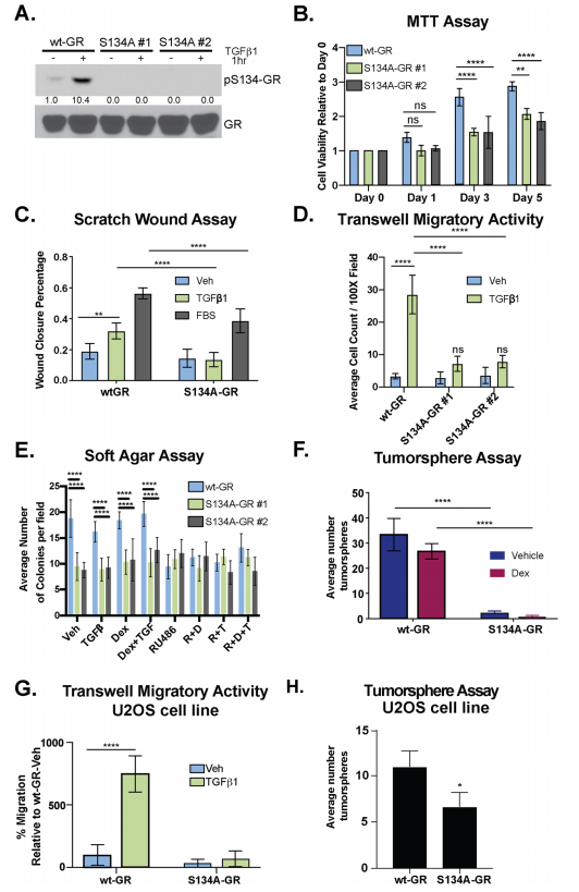  GR Ser134 is required for TGFβ1-mediated migration of TNBC cells