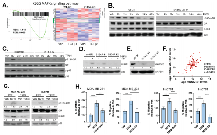 Phosphorylation of GR Ser134 is critical for MAPK signaling