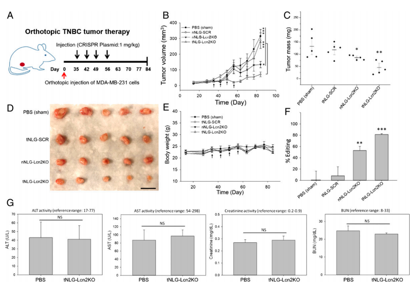 In vivo CRISPR genome editing of Lcn2 potently attenuates TNBC tumor growth