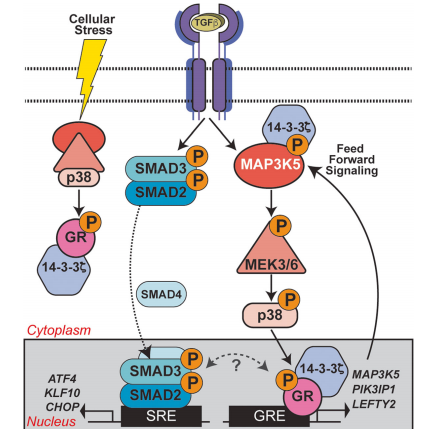 GR Ser134 phosphorylation creates a feedforward signaling loop that potentiates further activation of the p38 MAPK pathway downstream of TGFβ1 in TNBC models.