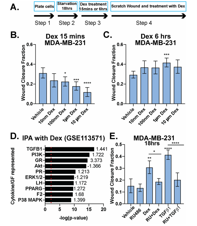  Dexamethasone either inhibits or promotes breast cancer cell migration in a time-dependent manner