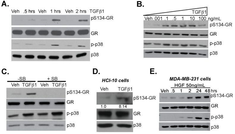 TGFβ1 induces p38 MAPK-dependent phosphorylation of GR Ser134
