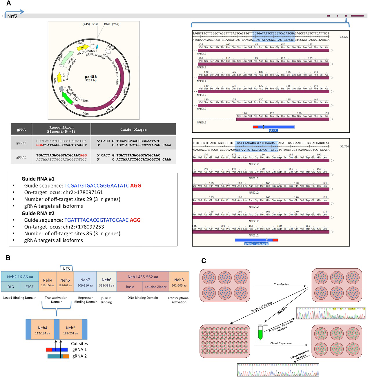 CRISPR Design and NRF2-Knockout Experimental Workflow