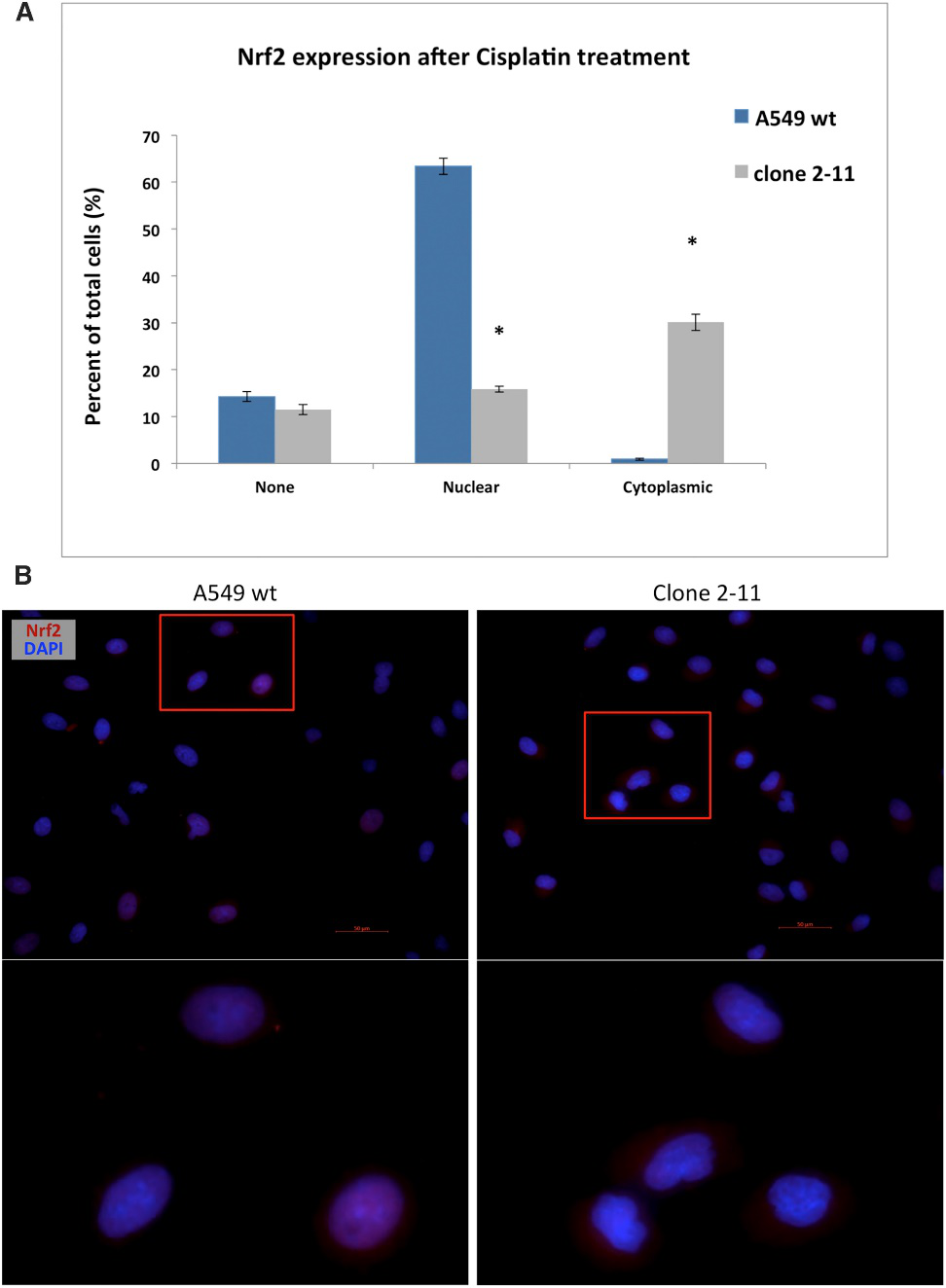 Cisplatin-Induced Nuclear and Cytoplasmic Localization of NRF2 in Wild-Type A549 Cells and Clone 2-11