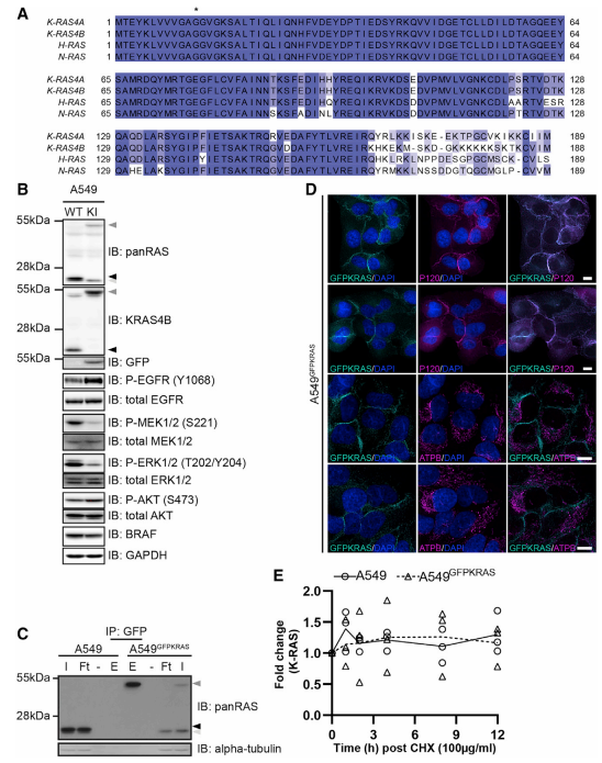 Generation of GFP-K-RAS Knockin in A549 NSCLC Cells by CRISPR/Cas9