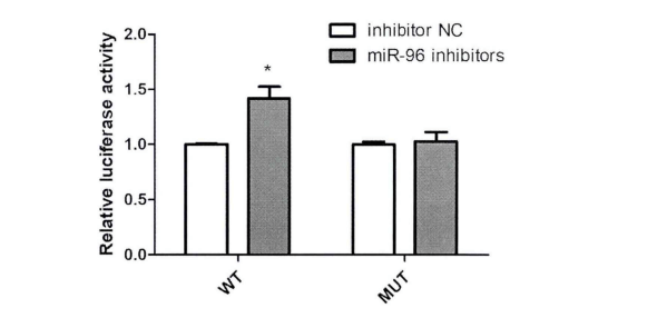 Fluorescence activity of HK2 cell line co transfected with MiR-96-5P inhibitor and WT/ mutant vector