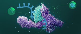 Utilize CRISPR/Cas9 wisely to study kinase, explore the inner mechanism of biological activities