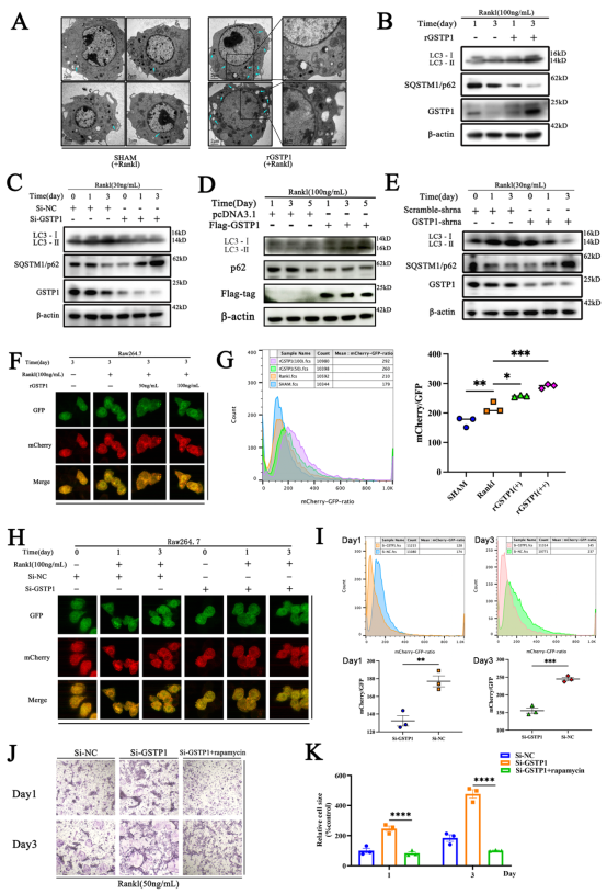 GSTP1-mediated S-glutathionylation of Pik3r1 regulates Osteoclast formation