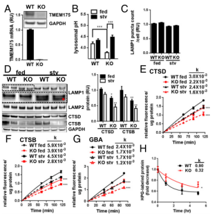 The pH of lysosome in TMEM175 KO cells was unstable and the enzyme activity was reduced