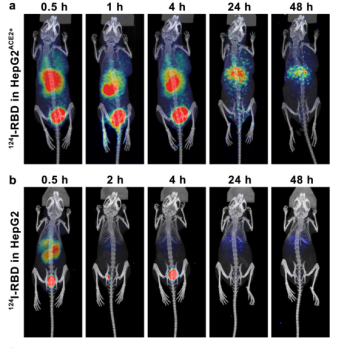  PET imaging of tumor models