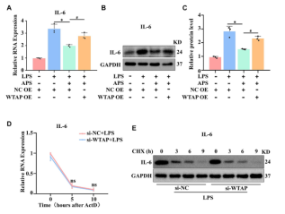 APS exerts anti-inflammatory effects by regulating the expression of WTAP