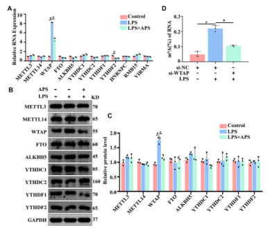 APS reduces WTAP gene expression in LPS-induced THP-1 macrophages
