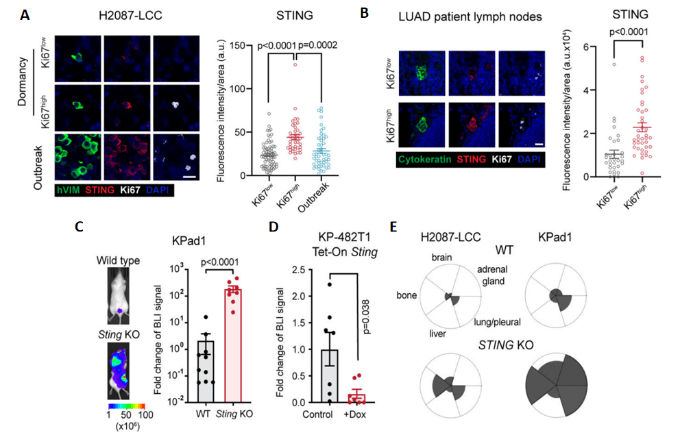 ure 4. Target validation of STING