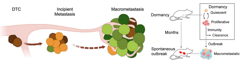 Tumor cell metastasis escape model 