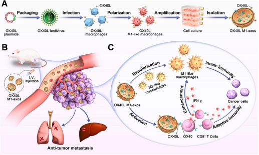 Schematic illustration of the preparation of the OX40L M1-exos and its anticancer effect