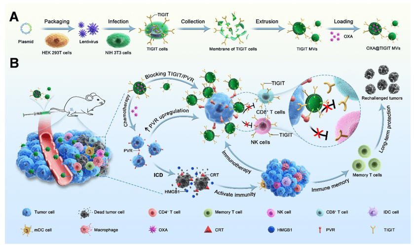 Schematic illustrating the preparation of OXA@TIGIT MVs and their anti-cancer effects