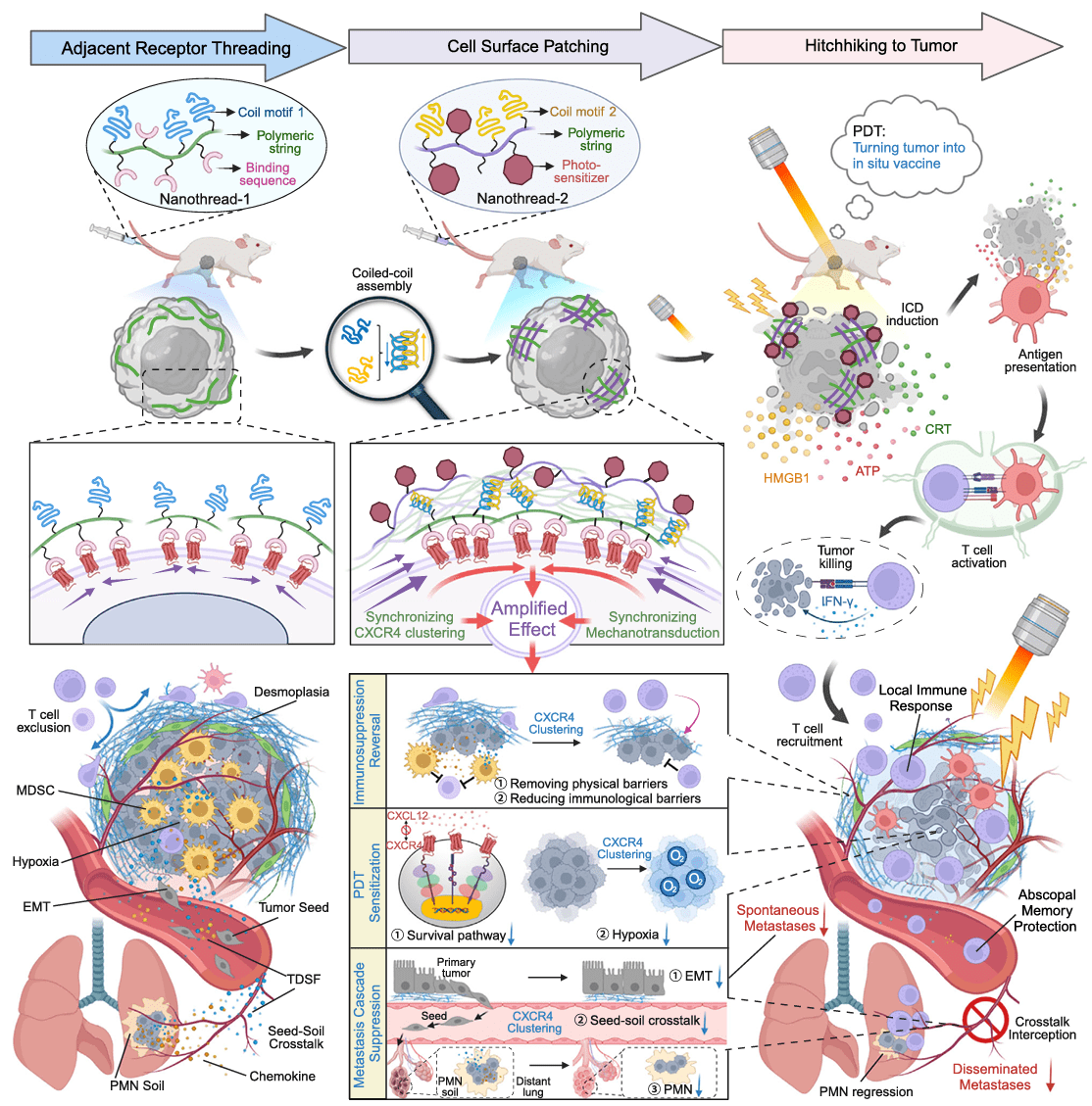 Schematic diagram of network cross-linking CXCR4 receptor strategy combined with photodynamic therapy to inhibit spontaneous metastatic tumors and disseminated metastatic tumors