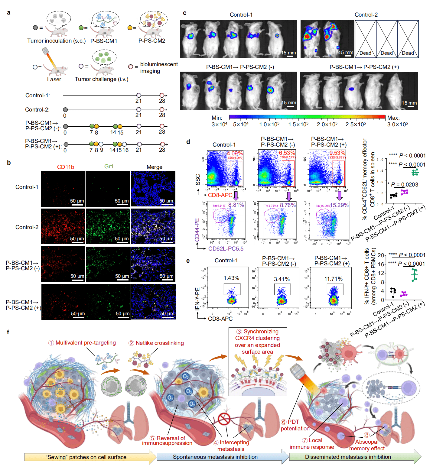 Network cross-linking strategy “hitchhiking” photodynamic immunotherapy inhibiting disseminated tumor metastasis