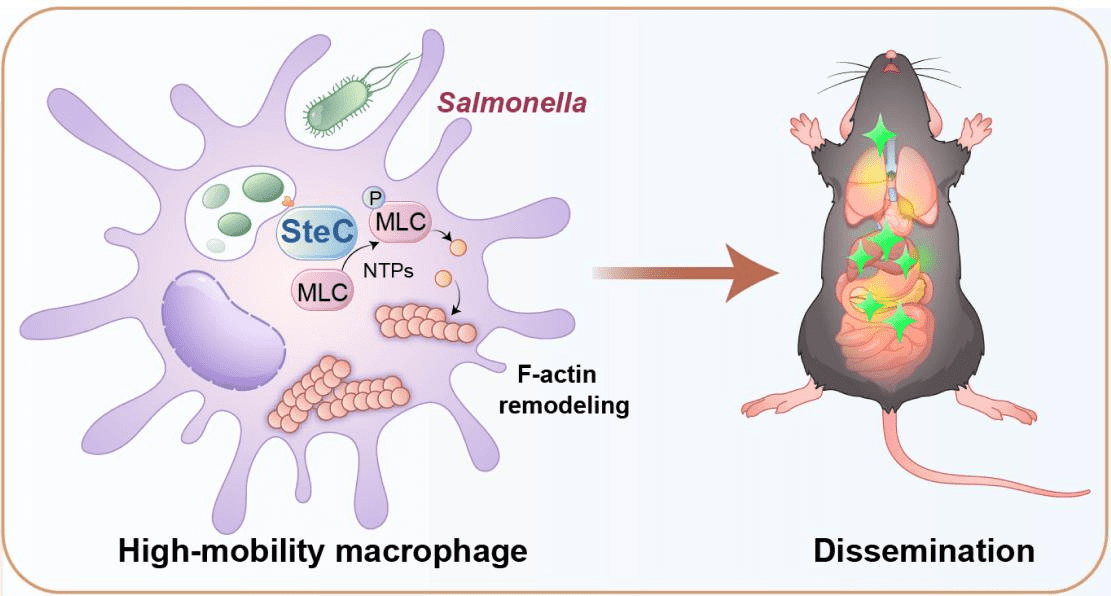 Mechanism model of Salmonella SteC regulating macrophage motility and in vivo 