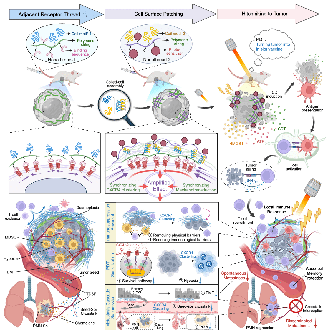 Schematic diagram of network cross-linking CXCR4 receptor strategy combined with photodynamic therapy to inhibit spontaneous metastatic tumors and disseminated metastatic tumors