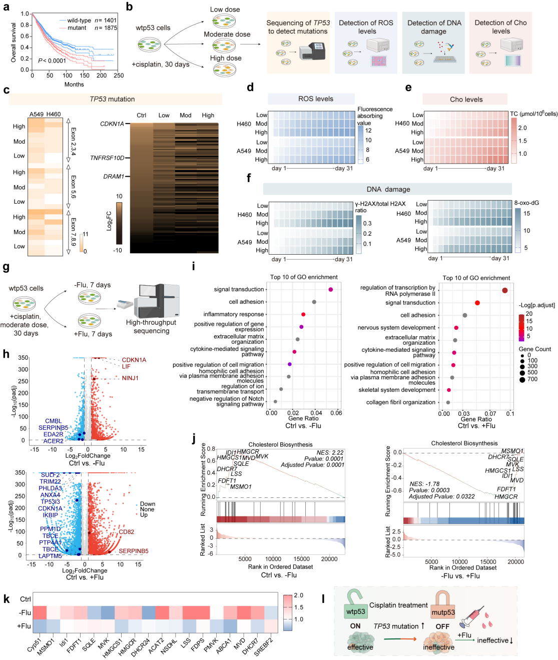 Mechanism validation of malignant accumulation between cisplatin and p53.