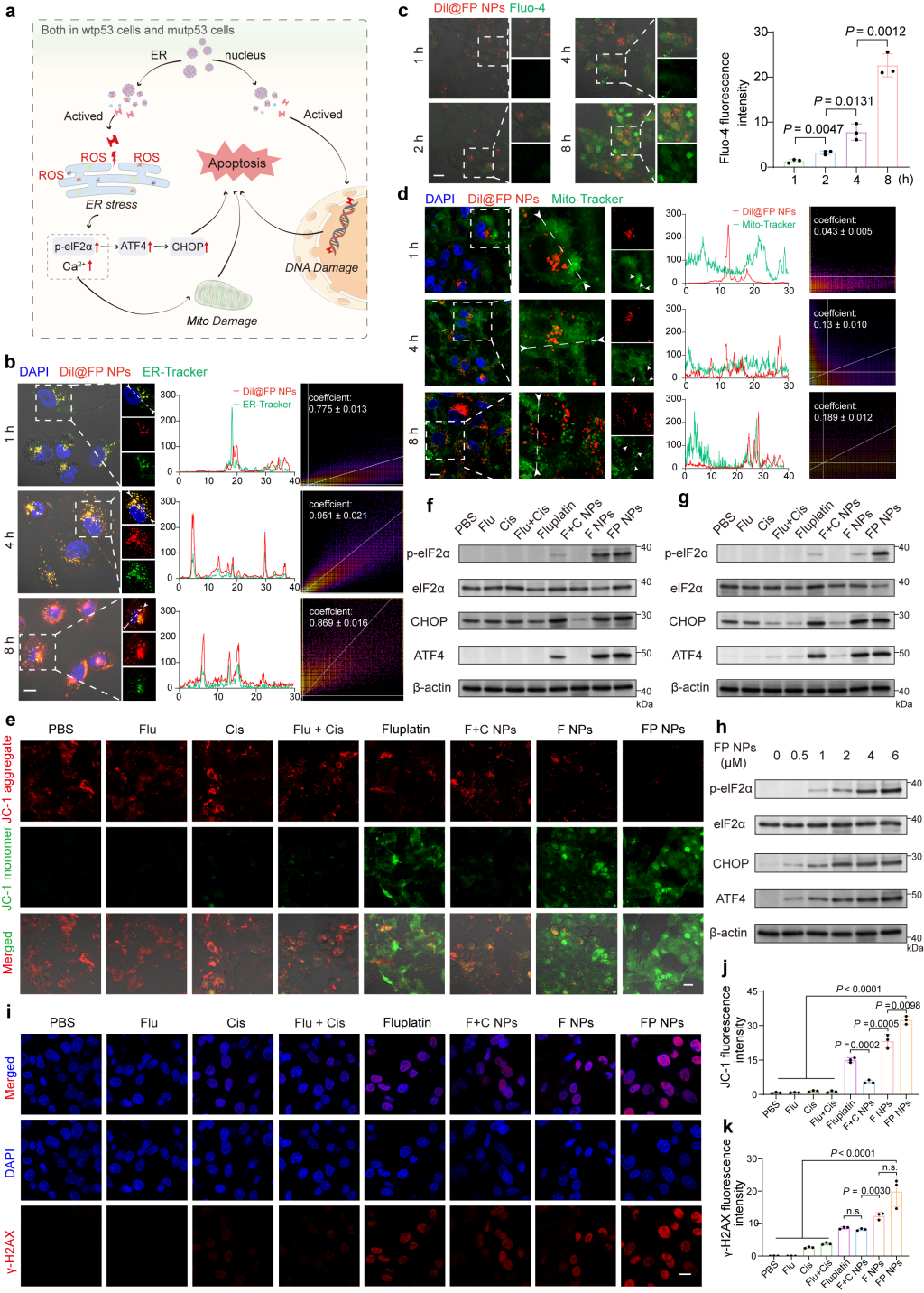 Study of the mechanism of action of FP NPs