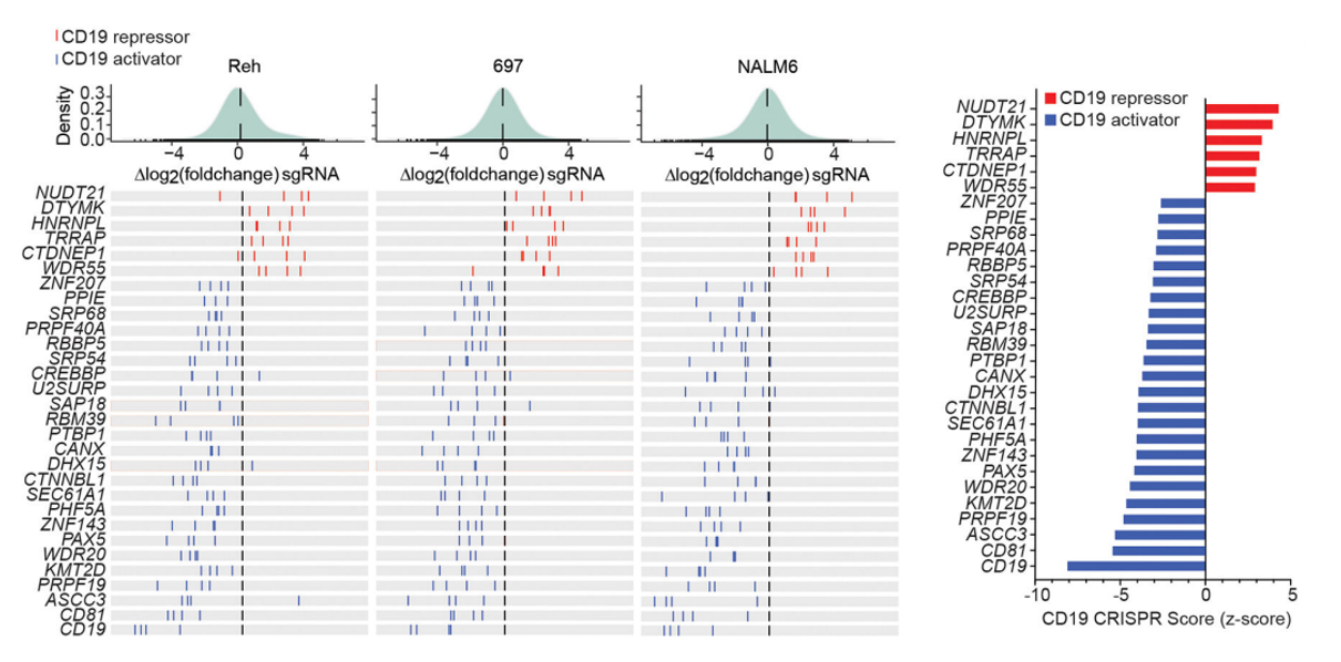 NUDT21 was significantly enriched as a CD19 inhibitor