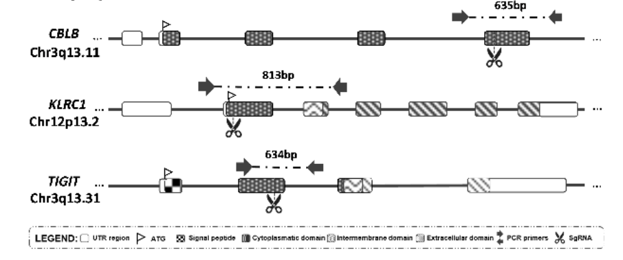 The cleavage sites of gRNAs in the corresponding genes of CBLB, NKG2A, and TIGIT