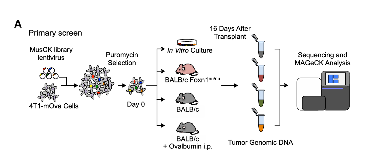 Workflow of the First In Vivo Screening