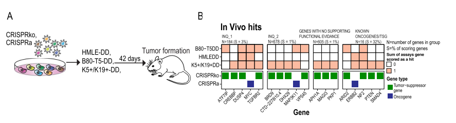  CRISPR Activation and Inhibition Screening Identified Breast Cancer Risk Genes that Regulate Tumor Growth in Mice 