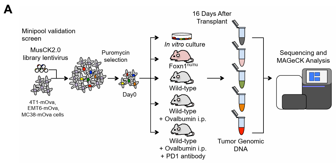  Workflow of the Second In Vivo Screening