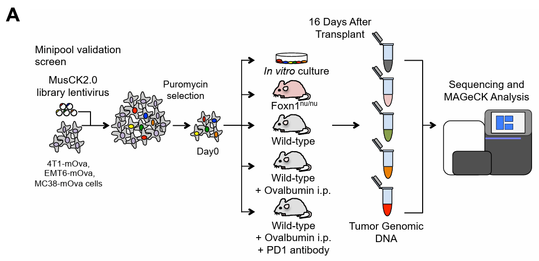 Workflow of the Second In Vivo Screening