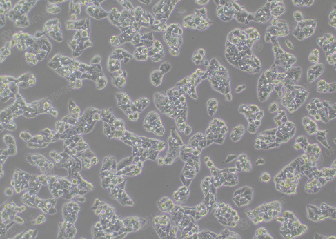 Lentivirus transduced HepG2 cells