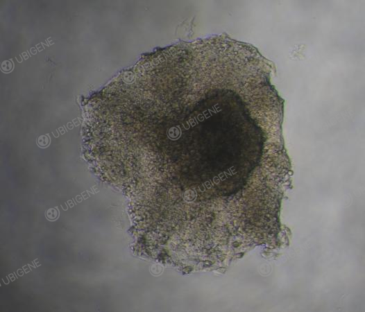 Monoclonal HepG2