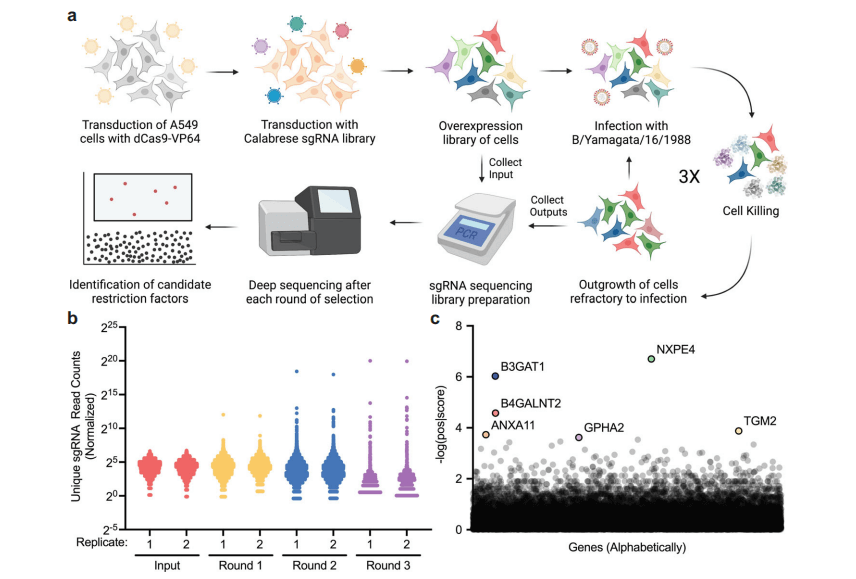 Determination of the Restrictive Factors of Influenza B Virus through Genome-wide Activation CRISPR Library Screening