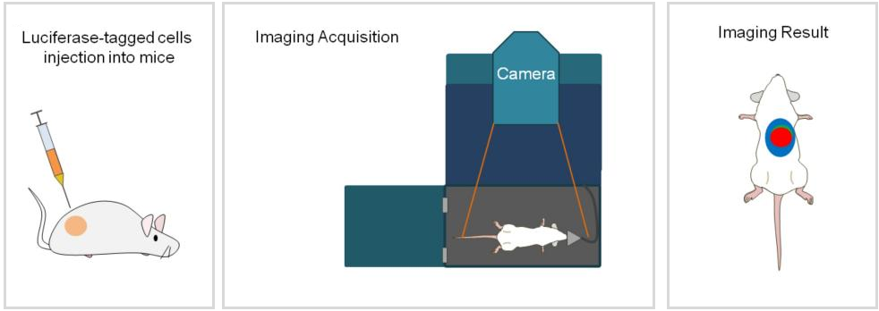 Schematic diagram of the application process of Luciferase stable cells in in vivo