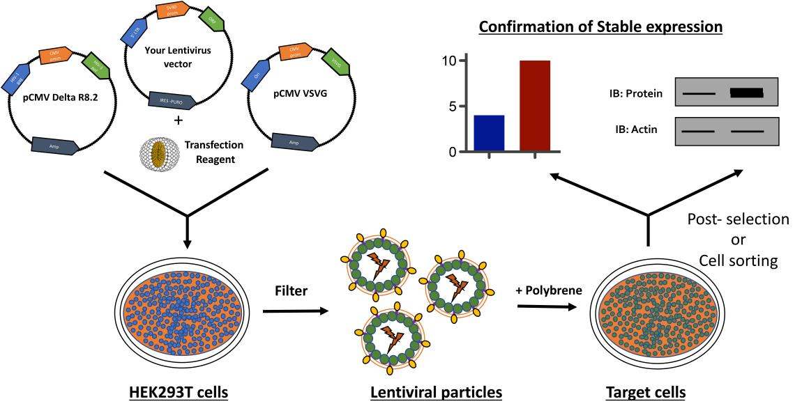 Figure 1 Schematic diagram of constructing stable cell lines using lentivirus