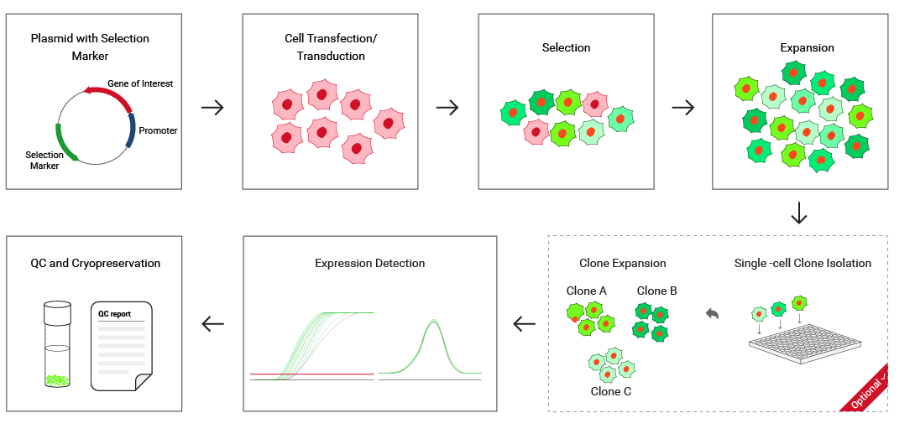 Figure 2 Ubigene's Stable Cell Construction Service Workflow