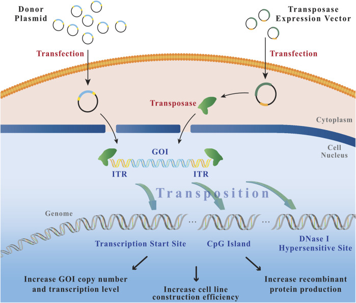 Figure 3 Transposition process