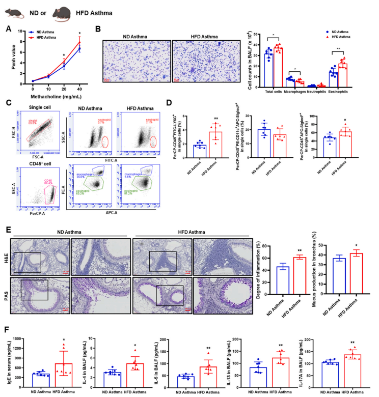 Comparison of asthma symptoms in mice fed with normal diet (ND) and high-fat diet (HFD)