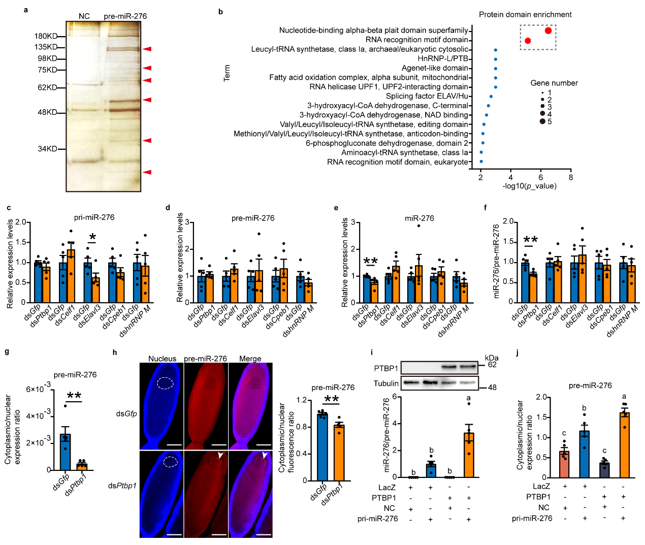 PTBP1 facilitates the nuclear export of pre-miR-276