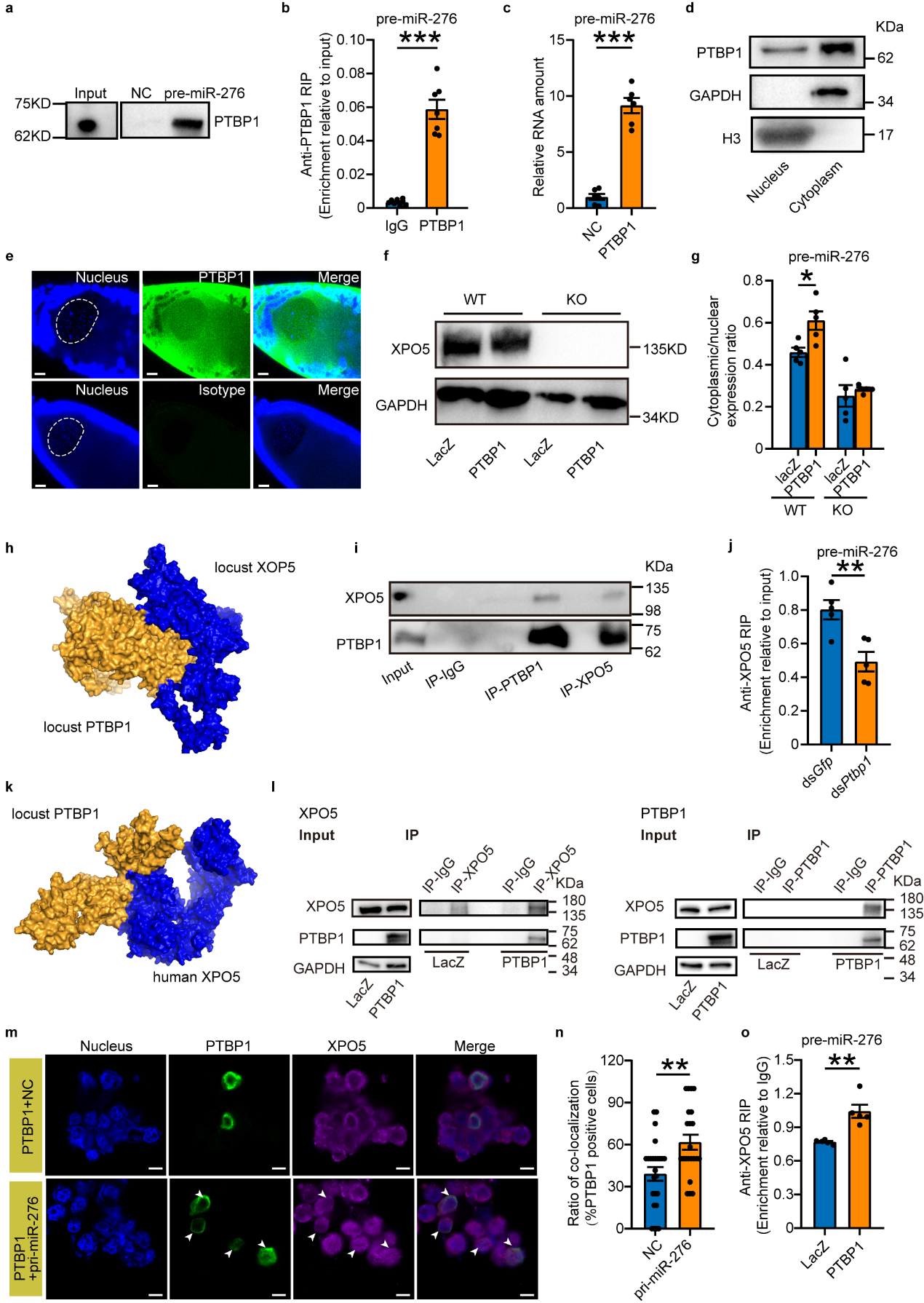 PTBP1 coupled with XPO5 facilitates the nuclear export of pre-miR-276