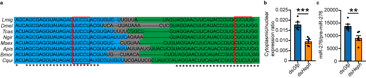 PTBP1 promotes nuclear export of pre-miR-276 in Drosophila