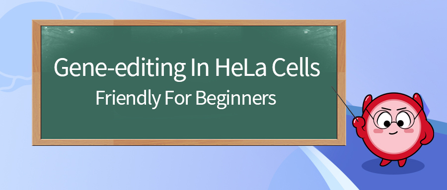 Expert Insights | Gene-editing Cell For Beginners - HeLa