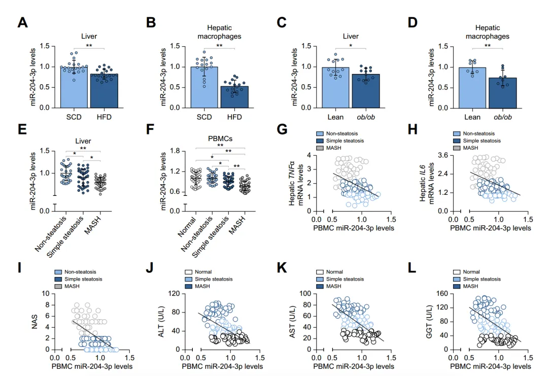 Reduced miR-204-3p levels in MASLD samples correlate with disease severity.