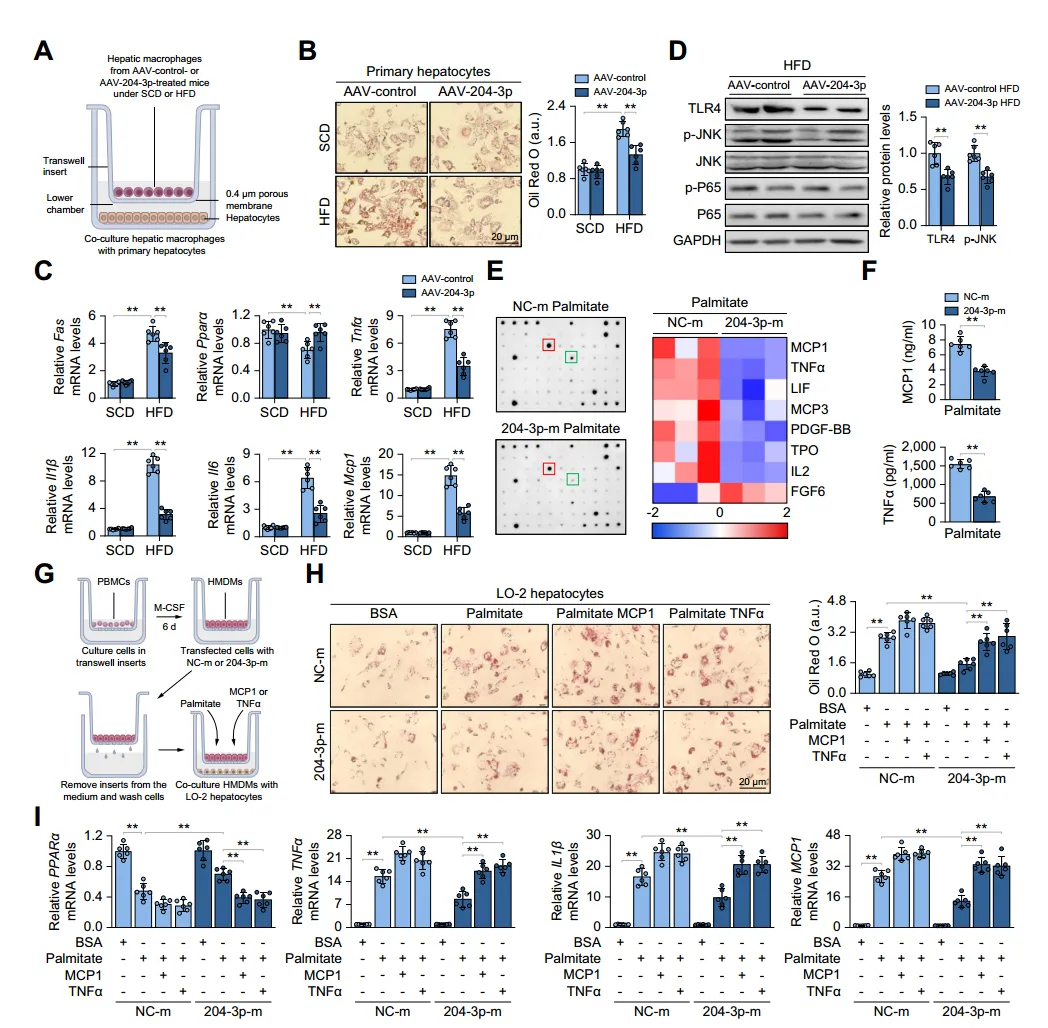 Macrophage miR-204-3p attenuates hepatocyte lipid accumulation and inflammation.