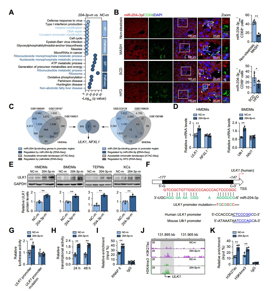 miR-204-3p acts in the nucleus and activates ULK1 transcription.