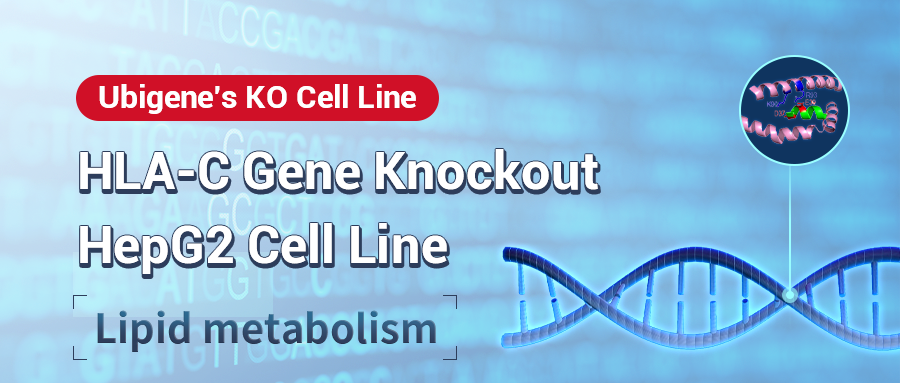 Ubigene KO Cells Help Reveal PCSK9 Protein Interactions And Regulation Of Lipid Metabolism