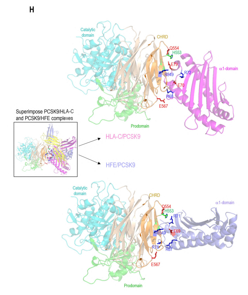 Direct interaction of PCSK9 with HLA-C compared to HFE