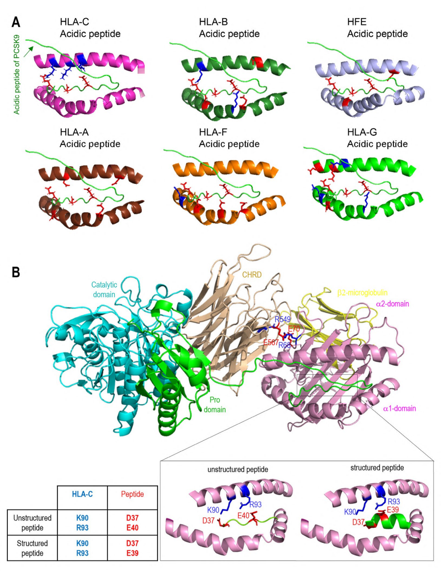 Modeling of interactions between PCSK9 N-terminus and HLA members